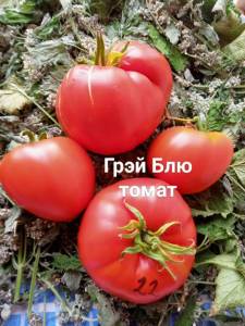 IMG_20250721_121846_431.thumb.jpg.a49429dafe7531a3949c8fb003d237c3.jpg