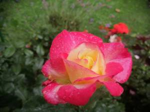 IMG_20250721_122946.jpg