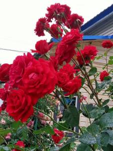 IMG_20250721_124430_705.jpg