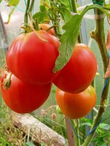 IMG_20250721_124446_062.thumb.jpg.6437cea0e83ce15e11020a38e5d1bbb6.jpg