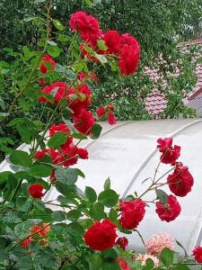 IMG_20250721_124559_191.jpg