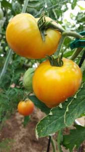 IMG_20250722_083125.thumb.jpg.e55910fddc8f94377276db78f25b227d.jpg