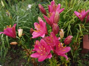 IMG_20250722_105322.thumb.jpg.f0000bdecf9a7e827e12c40e537bbf9f.jpg