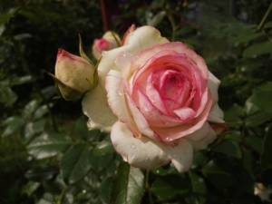 IMG_20250722_135140.thumb.jpg.1184bcfabda6a2849a4fc77f13d71e1d.jpg