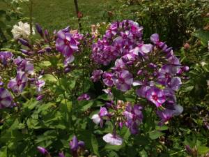 IMG_20250722_135304.thumb.jpg.e61ad88b2bca69bcce3757abb35b83ff.jpg