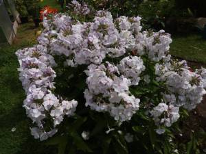 IMG_20250722_135318.thumb.jpg.eebc801cfa0e9df3a0af5421df2e5818.jpg