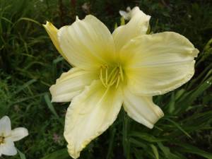 IMG_20250722_155741.thumb.jpg.8769a4e2475864126c2cd39fce1ae2c2.jpg