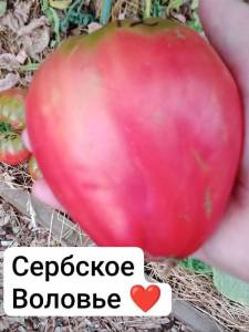 IMG_20250722_164720_315.thumb.jpg.42b37a9ee76922384fb8794e2175c2f0.jpg