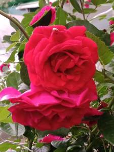 IMG_20250723_121348_609.thumb.jpg.df65565a3c3eed337a38e4435fbf0956.jpg