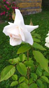 IMG_20250723_134621.jpg