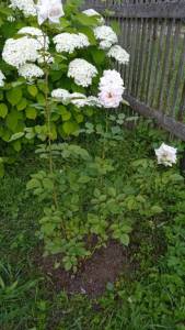 IMG_20250723_134630.jpg