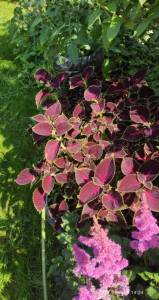 IMG_20250723_142459.jpg