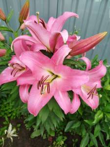 IMG_20250724_121500_157.jpg