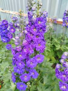 IMG_20250724_121701_040.jpg