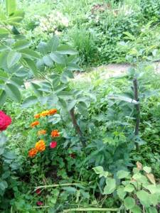 IMG_20250724_125809.jpg