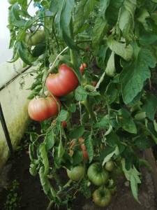 IMG_20250724_172852.jpg