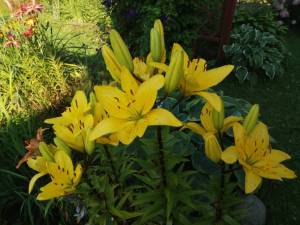 IMG_20250724_173156.thumb.jpg.1f6204b17d67f51445e86b63e554e07f.jpg