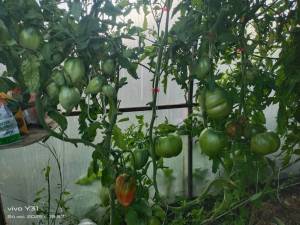 IMG_20250724_195710.thumb.jpg.a45b882d73c1fda737e86f983c7babc7.jpg