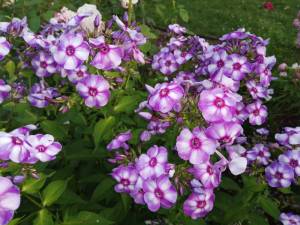 IMG_20250724_203311.thumb.jpg.923de86ad9c30f1eb870cc12932b1c62.jpg