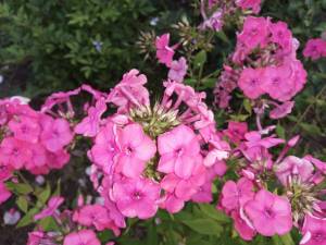 IMG_20250724_203354.thumb.jpg.012b66f3db267677e3e8a498bfc6492b.jpg