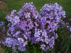 IMG_20250724_203406.thumb.jpg.00096767ba280b5315eff4648ac9df54.jpg
