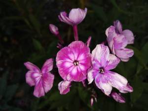 IMG_20250724_203441.thumb.jpg.787ffcf9dc03e5b55c5e39c27b03c782.jpg