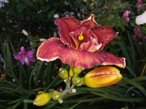 IMG_20250724_203748.thumb.jpg.796d51b183bbbd87d4d5c3f9ab3fd3a0.jpg