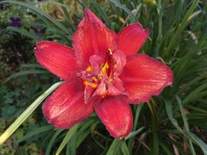 IMG_20250724_203907.jpg