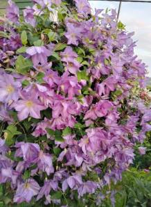 IMG_20250725_092927.thumb.jpg.977ba8b4e2ccddf011d42652788c86b1.jpg