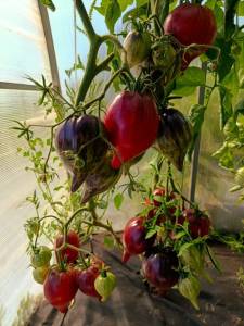IMG_20250725_103735.jpg