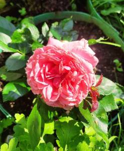 IMG_20250725_105139.jpg
