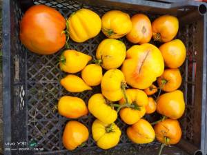 IMG_20250725_181631.thumb.jpg.8106e8edfdf8ec98fac5ca4720a0cf0a.jpg