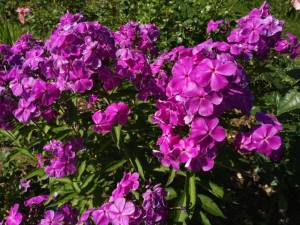 IMG_20250726_113752.thumb.jpg.840edc8fdeec644c458eb5a14a35d4a0.jpg