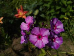 IMG_20250726_113811.thumb.jpg.2f67e327651436368345bd3c1aabfb6b.jpg