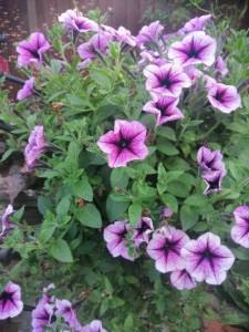IMG_20250726_194557.jpg