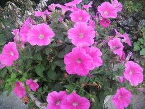 IMG_20250726_194616.jpg