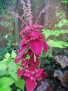 IMG_20250726_194643.jpg