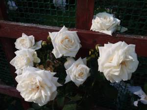 IMG_20250727_172747.thumb.jpg.a921c5761e49446c378959b0834d4309.jpg
