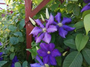 IMG_20250727_173120.thumb.jpg.3d963f53ef7237defcad31a152a2911e.jpg