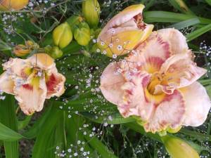 IMG_20250727_183102_327.jpg