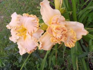 IMG_20250727_183140_397.jpg