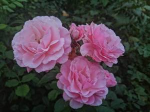 IMG_20250727_211031.jpg