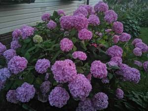 IMG_20250727_211113.jpg