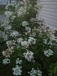 IMG_20250727_211341.jpg