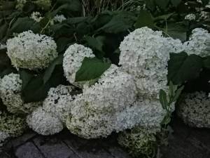IMG_20250727_211403.jpg