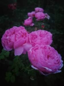 IMG_20250727_211703.jpg