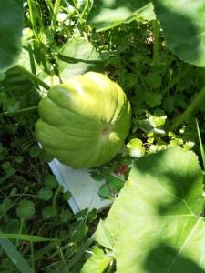 IMG_20250728_123046.jpg