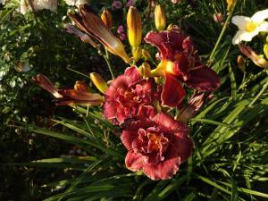 IMG_20250728_183251.thumb.jpg.48cfebf046f956cc05a9e2ba5ac7bac7.jpg