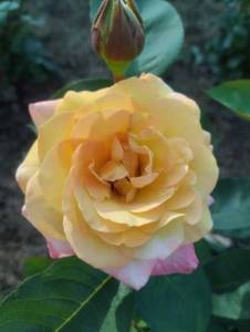 IMG_20250729_170958.jpg