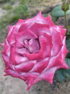 IMG_20250729_171021.jpg